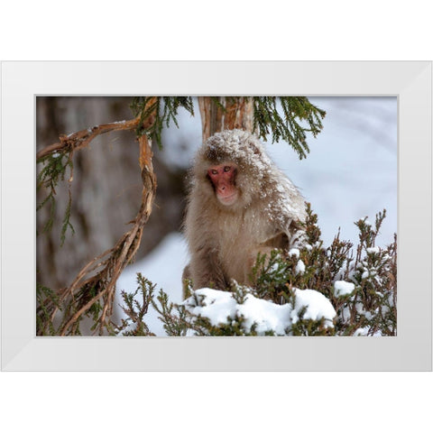Japan-Nagano An adult Japanese snow monkey sits in a cedar tree White Modern Wood Framed Art Print by Goff, Ellen