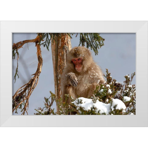 Japan-Nagano An adult Japanese snow monkey sits in a cedar tree White Modern Wood Framed Art Print by Goff, Ellen