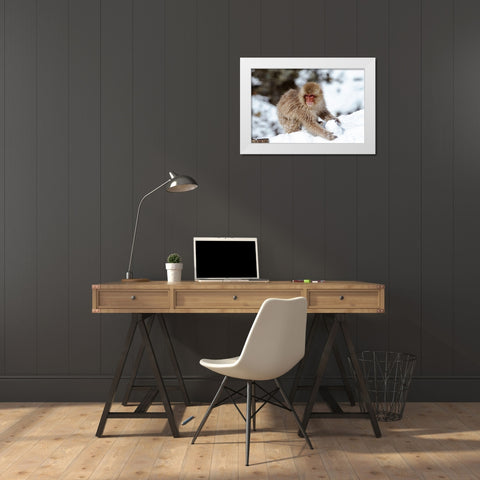 Japan-Nagano A young Japanese macaque plays with a snowball White Modern Wood Framed Art Print by Goff, Ellen