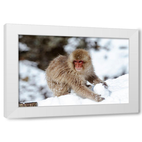Japan-Nagano A young Japanese macaque plays with a snowball White Modern Wood Framed Art Print by Goff, Ellen