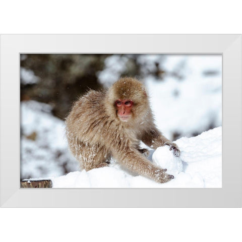 Japan-Nagano A young Japanese macaque plays with a snowball White Modern Wood Framed Art Print by Goff, Ellen
