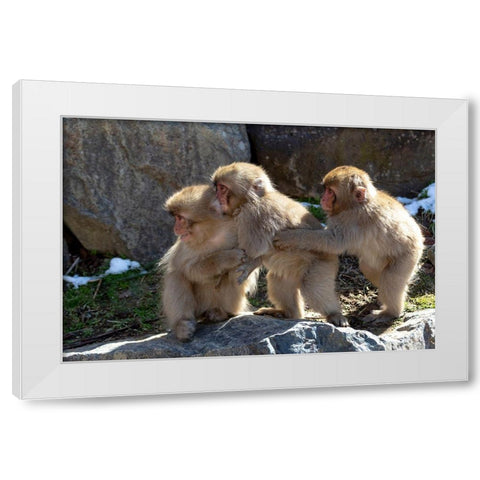 Japan-Nagano Three baby snow monkeys hold on to each other for comfort White Modern Wood Framed Art Print by Goff, Ellen
