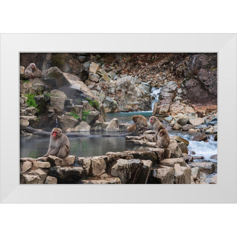 Japanese snow monkeys-macaques-sitting around the hot springs of Jigokudani Park White Modern Wood Framed Art Print by Haddad, Sheila