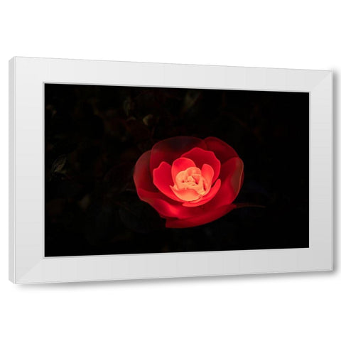 A red illuminated rose at night in a flower garden in Japan White Modern Wood Framed Art Print by Haddad, Sheila