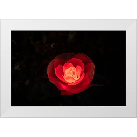 A red illuminated rose at night in a flower garden in Japan White Modern Wood Framed Art Print by Haddad, Sheila
