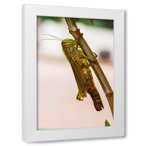 Laos-Luang Prabang Close-up of grasshopper White Modern Wood Framed Art Print by Haseltine, Tom