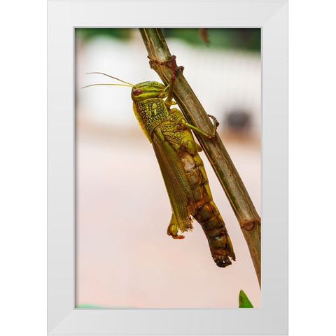 Laos-Luang Prabang Close-up of grasshopper White Modern Wood Framed Art Print by Haseltine, Tom