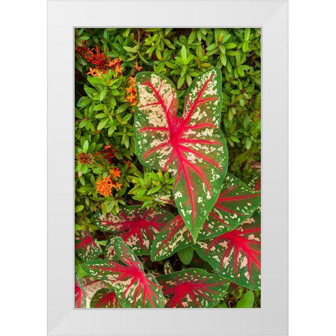 Close-up of green and red leaves of a Caladium bicolor White Modern Wood Framed Art Print by Haseltine, Tom