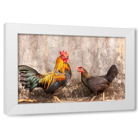 Laos- Luang Prabang. Chickens. A rooster and a hen. White Modern Wood Framed Art Print by Haseltine, Tom