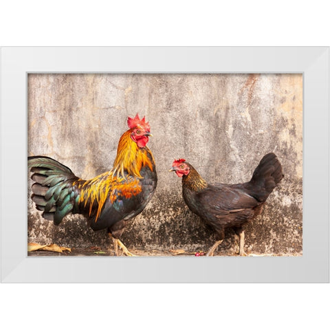 Laos- Luang Prabang. Chickens. A rooster and a hen. White Modern Wood Framed Art Print by Haseltine, Tom