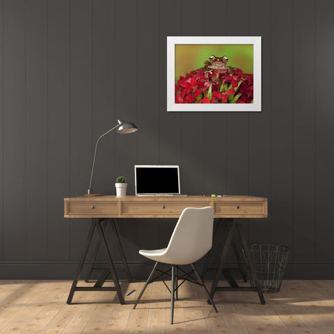 Borneo Cinnamon Tree Frog on red flowers White Modern Wood Framed Art Print by Flaherty, Dennis