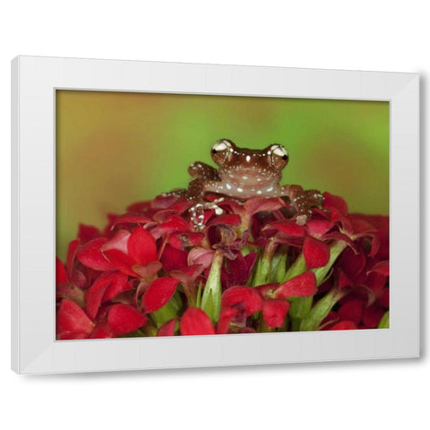 Borneo Cinnamon Tree Frog on red flowers White Modern Wood Framed Art Print by Flaherty, Dennis