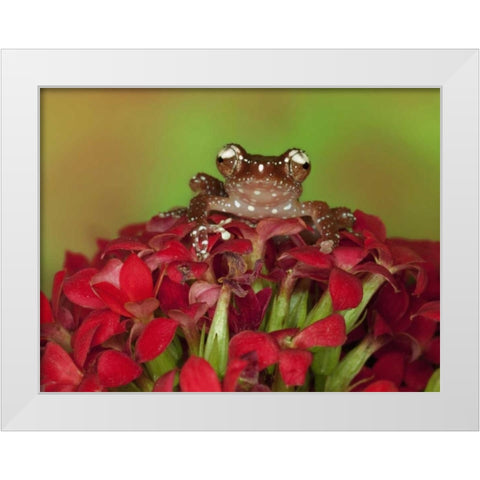 Borneo Cinnamon Tree Frog on red flowers White Modern Wood Framed Art Print by Flaherty, Dennis