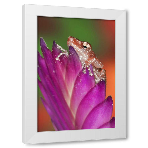 Borneo Close-up of Cinnamon Tree Frog White Modern Wood Framed Art Print by Flaherty, Dennis