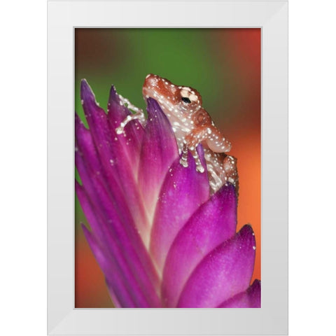 Borneo Close-up of Cinnamon Tree Frog White Modern Wood Framed Art Print by Flaherty, Dennis