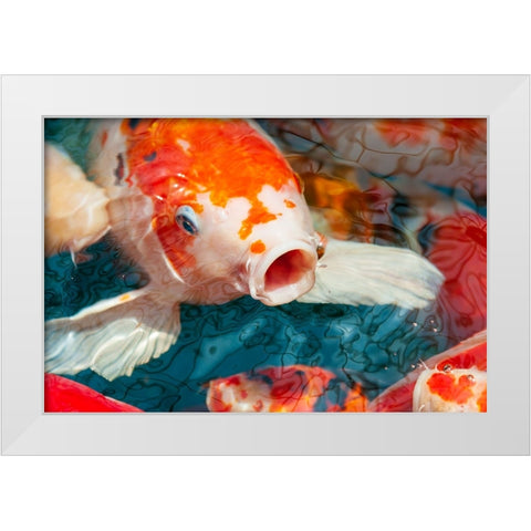 Malaysia- Malacca (Melaka). Close-up of koi fish. White Modern Wood Framed Art Print by Haseltine, Tom