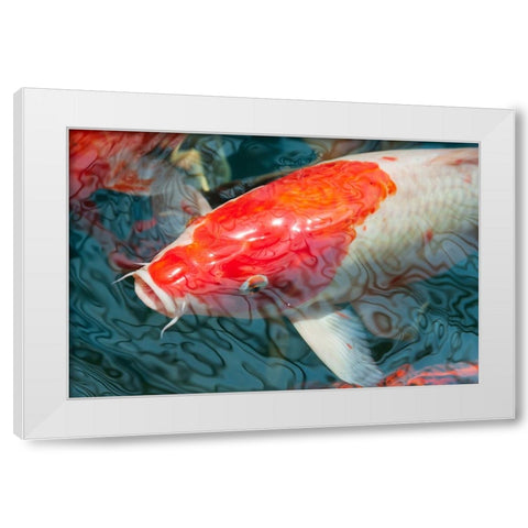 Malaysia- Malacca (Melaka). Close-up of koi fish. White Modern Wood Framed Art Print by Haseltine, Tom