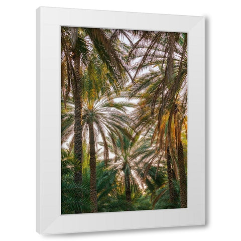 Middle East-Arabian Peninsula-Oman-Ad Dakhiliyah-Nizwa-Palm trees in Nizwa-Oman White Modern Wood Framed Art Print by Wilson, Emily M.