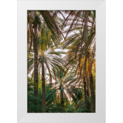 Middle East-Arabian Peninsula-Oman-Ad Dakhiliyah-Nizwa-Palm trees in Nizwa-Oman White Modern Wood Framed Art Print by Wilson, Emily M.