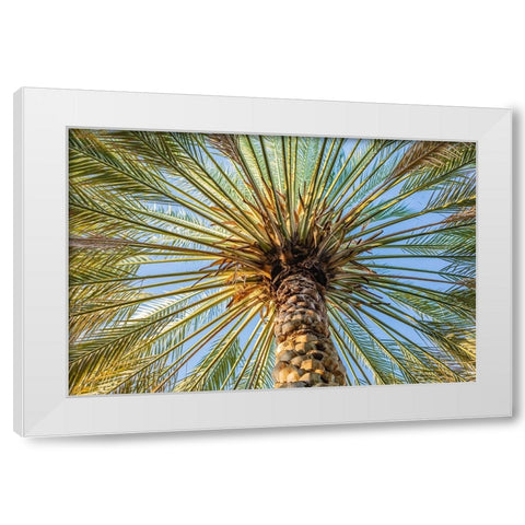 Middle East-Arabian Peninsula-Oman-Ad Dakhiliyah-Nizwa-Palm tree against blue sky in Nizwa-Oman White Modern Wood Framed Art Print by Wilson, Emily M.