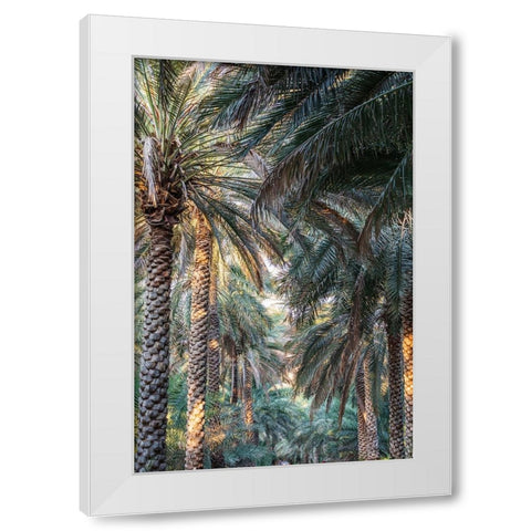 Middle East-Arabian Peninsula-Oman-Ad Dakhiliyah-Nizwa-Palm trees in Nizwa-Oman White Modern Wood Framed Art Print by Wilson, Emily M.
