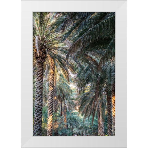 Middle East-Arabian Peninsula-Oman-Ad Dakhiliyah-Nizwa-Palm trees in Nizwa-Oman White Modern Wood Framed Art Print by Wilson, Emily M.