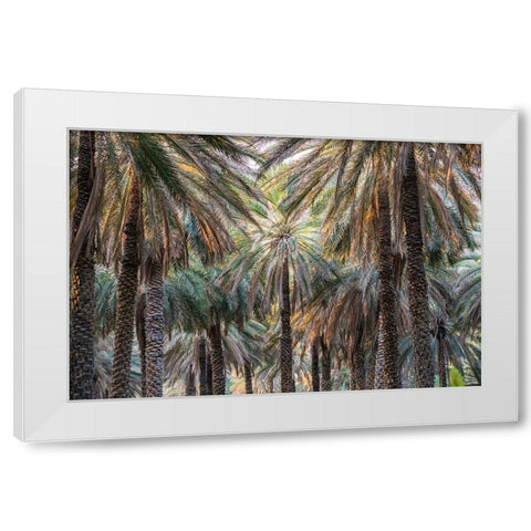Middle East-Arabian Peninsula-Oman-Ad Dakhiliyah-Nizwa-Palm trees in Nizwa-Oman White Modern Wood Framed Art Print by Wilson, Emily M.