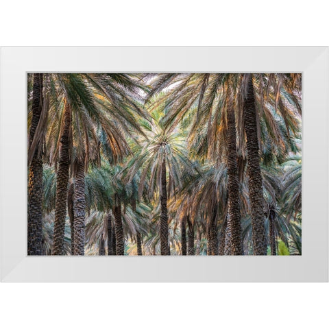 Middle East-Arabian Peninsula-Oman-Ad Dakhiliyah-Nizwa-Palm trees in Nizwa-Oman White Modern Wood Framed Art Print by Wilson, Emily M.