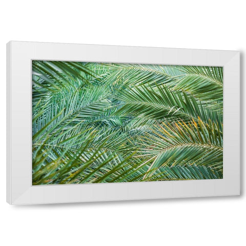 Middle East-Arabian Peninsula-Oman-Ad Dakhiliyah-Nizwa-Palm tree fronds in Nizwa-Oman White Modern Wood Framed Art Print by Wilson, Emily M.