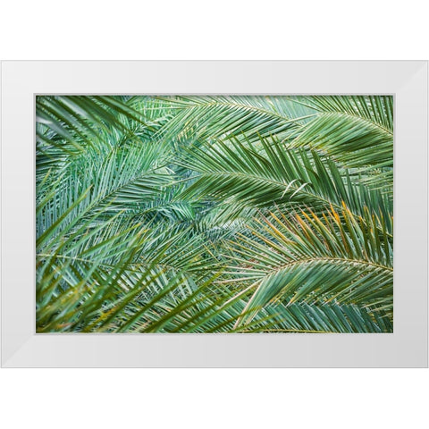 Middle East-Arabian Peninsula-Oman-Ad Dakhiliyah-Nizwa-Palm tree fronds in Nizwa-Oman White Modern Wood Framed Art Print by Wilson, Emily M.