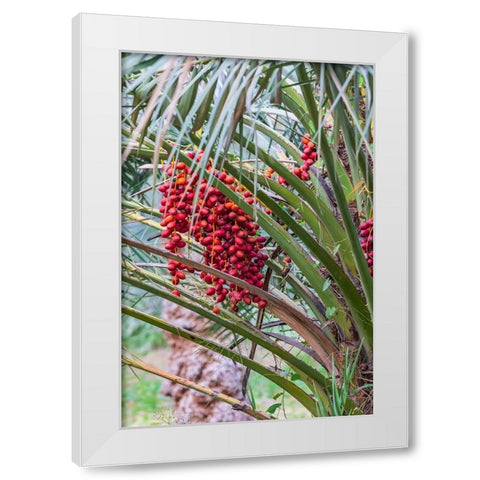 Middle East-Arabian Peninsula-Oman-Ad Dakhiliyah-Nizwa-Dates on a date palm tree in Nizwa-Oman White Modern Wood Framed Art Print by Wilson, Emily M.