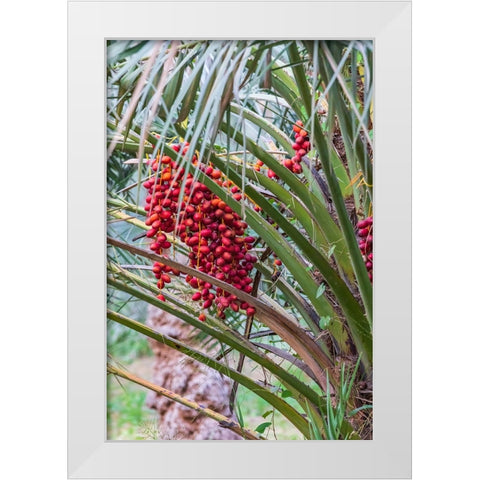 Middle East-Arabian Peninsula-Oman-Ad Dakhiliyah-Nizwa-Dates on a date palm tree in Nizwa-Oman White Modern Wood Framed Art Print by Wilson, Emily M.