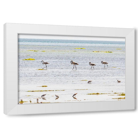 Middle East-Arabian Peninsula-Al Batinah South-Mahout-Flamingos White Modern Wood Framed Art Print by Wilson, Emily M.