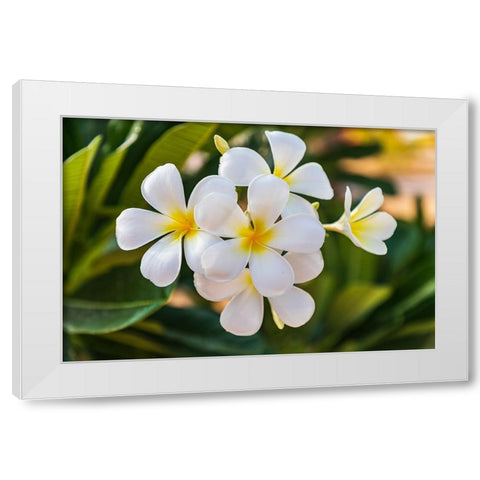 Middle East-Arabian Peninsula-Oman-Muscat-Quriyat-Plumeria blossoms in a garden White Modern Wood Framed Art Print by Wilson, Emily M.