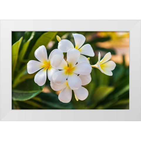 Middle East-Arabian Peninsula-Oman-Muscat-Quriyat-Plumeria blossoms in a garden White Modern Wood Framed Art Print by Wilson, Emily M.