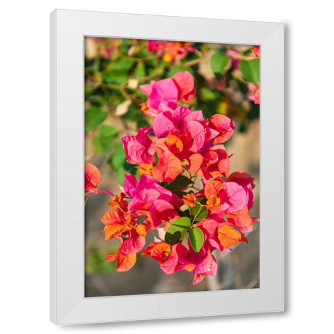 Middle East-Arabian Peninsula-Oman-Muscat-Quriyat-Red blossoms in a garden White Modern Wood Framed Art Print by Wilson, Emily M.