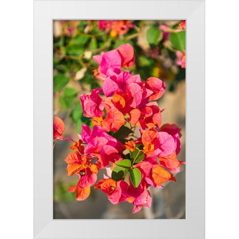 Middle East-Arabian Peninsula-Oman-Muscat-Quriyat-Red blossoms in a garden White Modern Wood Framed Art Print by Wilson, Emily M.