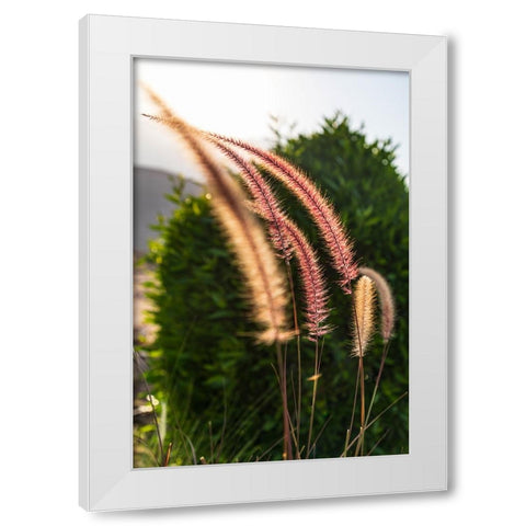 Middle East-Arabian Peninsula-Oman-Muscat-Quriyat-Decorative plants in a garden White Modern Wood Framed Art Print by Wilson, Emily M.