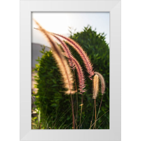 Middle East-Arabian Peninsula-Oman-Muscat-Quriyat-Decorative plants in a garden White Modern Wood Framed Art Print by Wilson, Emily M.