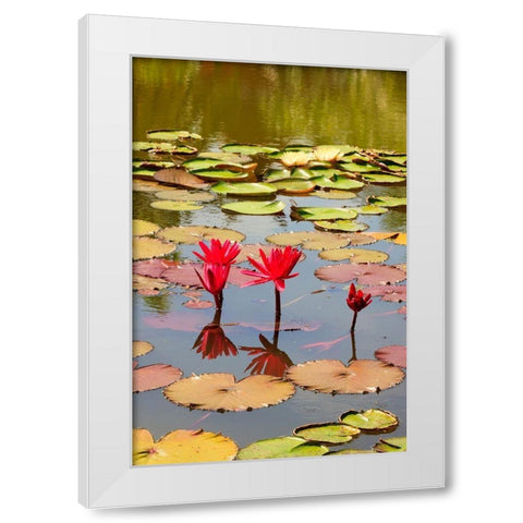 Thailand Royal Park Ratchaphruek Water lilies White Modern Wood Framed Art Print by Haseltine, Tom