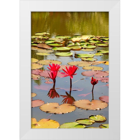 Thailand Royal Park Ratchaphruek Water lilies White Modern Wood Framed Art Print by Haseltine, Tom