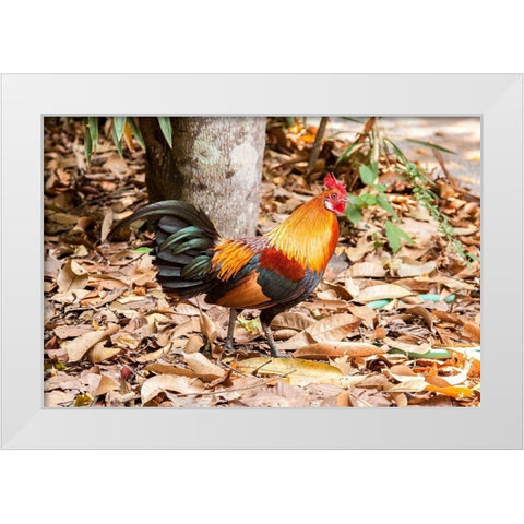 Thailand-Nong Khai Province Rooster White Modern Wood Framed Art Print by Haseltine, Tom