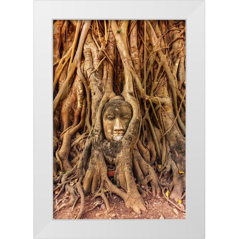 Thailand- Ayutthaya. Wat Mahathat. Buddha head engulfed in tree roots. White Modern Wood Framed Art Print by Haseltine, Tom