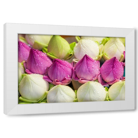 Chiang Mai- Thailand. Purple and white lotus flowers. White Modern Wood Framed Art Print by Haseltine, Tom
