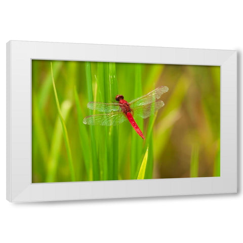 Chiang Mai- Thailand. Red Dragonfly- Orthetrum testaceum- also known as Scarlet Skimmer. White Modern Wood Framed Art Print by Haseltine, Tom