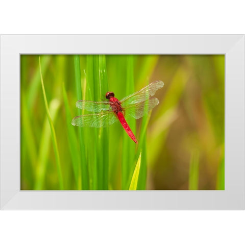Chiang Mai- Thailand. Red Dragonfly- Orthetrum testaceum- also known as Scarlet Skimmer. White Modern Wood Framed Art Print by Haseltine, Tom