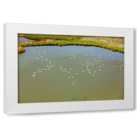 Flamingos flying in wetland on the Aegean coast-Turkey White Modern Wood Framed Art Print by Kabas, Ali
