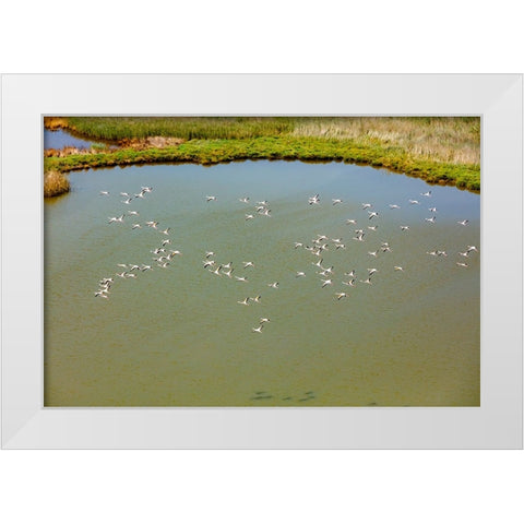 Flamingos flying in wetland on the Aegean coast-Turkey White Modern Wood Framed Art Print by Kabas, Ali
