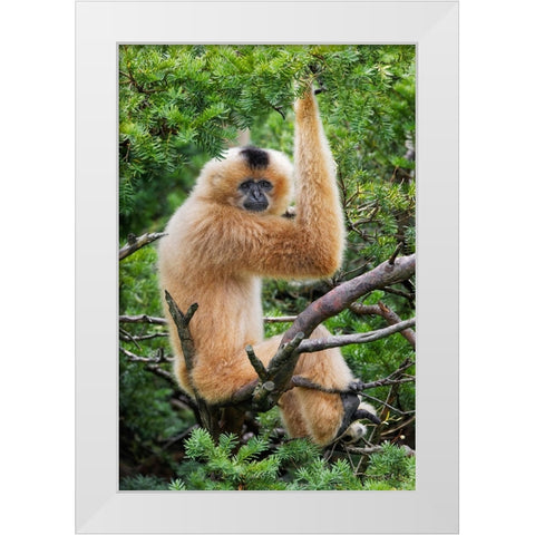 Buff-cheeked Gibbon-native to Laos-Vietnam-Cambodia White Modern Wood Framed Art Print by Jones, Adam