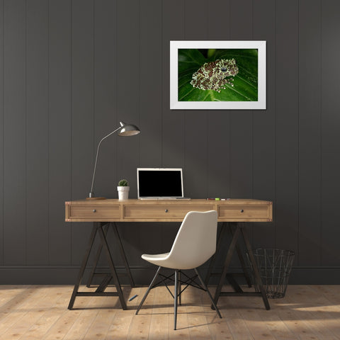 Vietnamese mossy frog White Modern Wood Framed Art Print by Jones, Adam